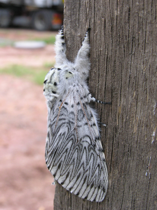 P6040091